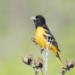 Baltimore Oriole