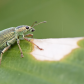 Green Pubescent Ground Beetle