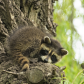 Baby Raccoon 