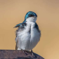 Friendly swallow.