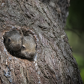 Baby Squirrels