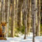 Fox in Evening Light