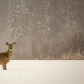 Whitetail Deer in Deep Snow