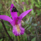 orchidÃ©e 