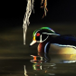 Wood Duck 