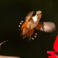 Defending the feeder