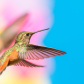 Beauty in flight