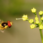 Hoverfly
