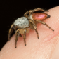 Jumping spider