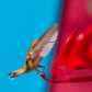 The Landing