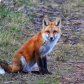 Gorgeous Fox