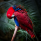 Electus Parrot
