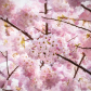 Spring Is Here