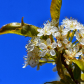 Wild cherry blossom