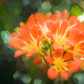 Clivia In Full Bloom