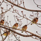 singing in the tree tops