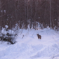 Lynx in my yard