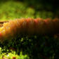 Luna Moth Caterpillar 