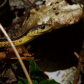 Garter Snake