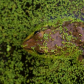 A Green Frog from Above