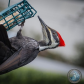 Woodpecker