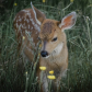 Fawn 