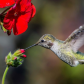 Annaâ€™s Hummingbird 