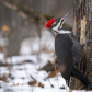 Pileated woodpecker