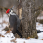 Pileated woodpecker