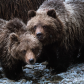 Grizzly Bear cubs