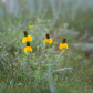 Prairie coneflower