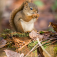 Red Squirrel On The Spruce Bog