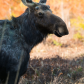 Moose In The Bog.