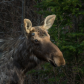 Moose Portrait