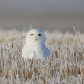 Snowy Owl