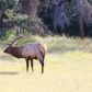 Bull elk