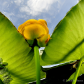 Water lilies