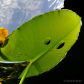 Water lilies