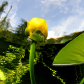 Water lilies