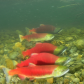 Sockeye Salmon spawning in the Adams River