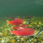 Sockeye Salmon spawning in the Adams River