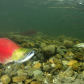 Sockeye Salmon spawning in the Adams River