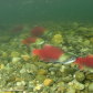 Sockeye Salmon spawning in the Adams River