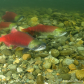 Sockeye Salmon spawning in the Adams River