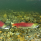 Sockeye Salmon spawning in the Adams River