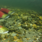 Sockeye Salmon spawning in the Adams River