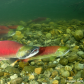 Sockeye Salmon spawning in the Adams River