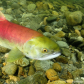 Sockeye Salmon spawning in the Adams River