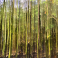 Blurry forest