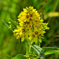 Yellow wildflower